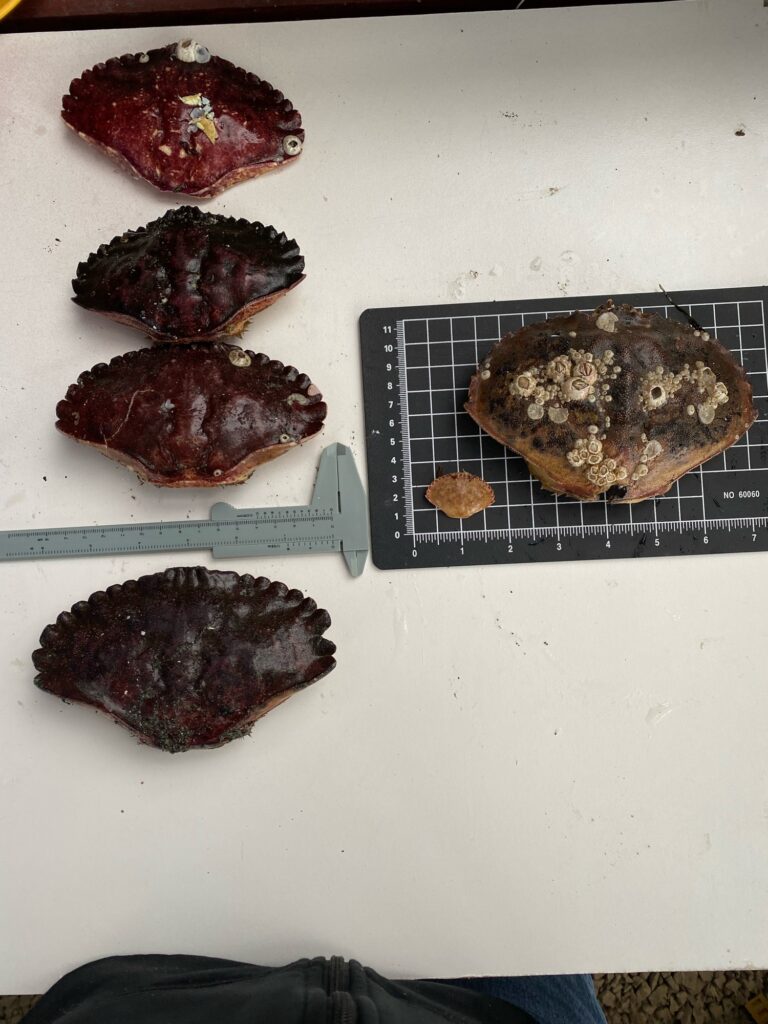 a group of steaks on a white surface (MyCoast AI)