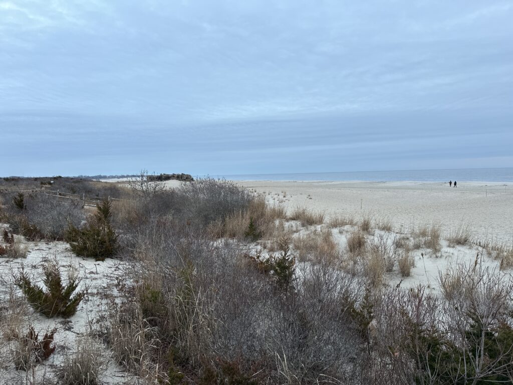 a field of dry grass (MyCoast AI)