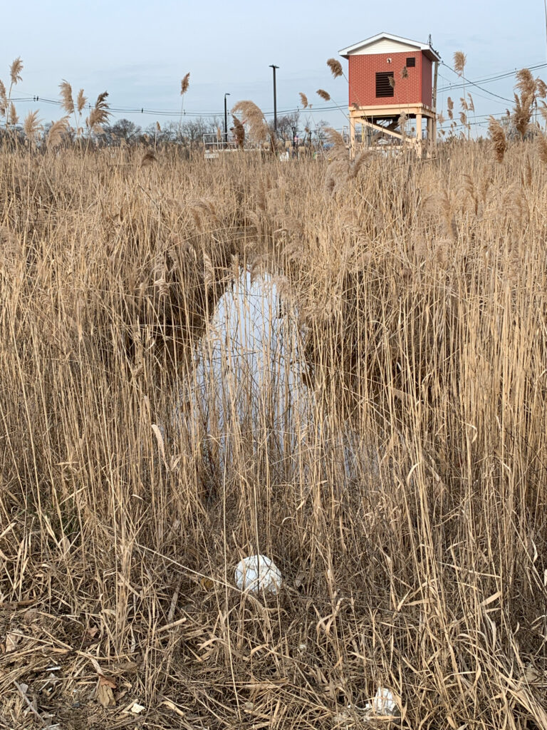 a field of tall grass with a house in the background (MyCoast AI)