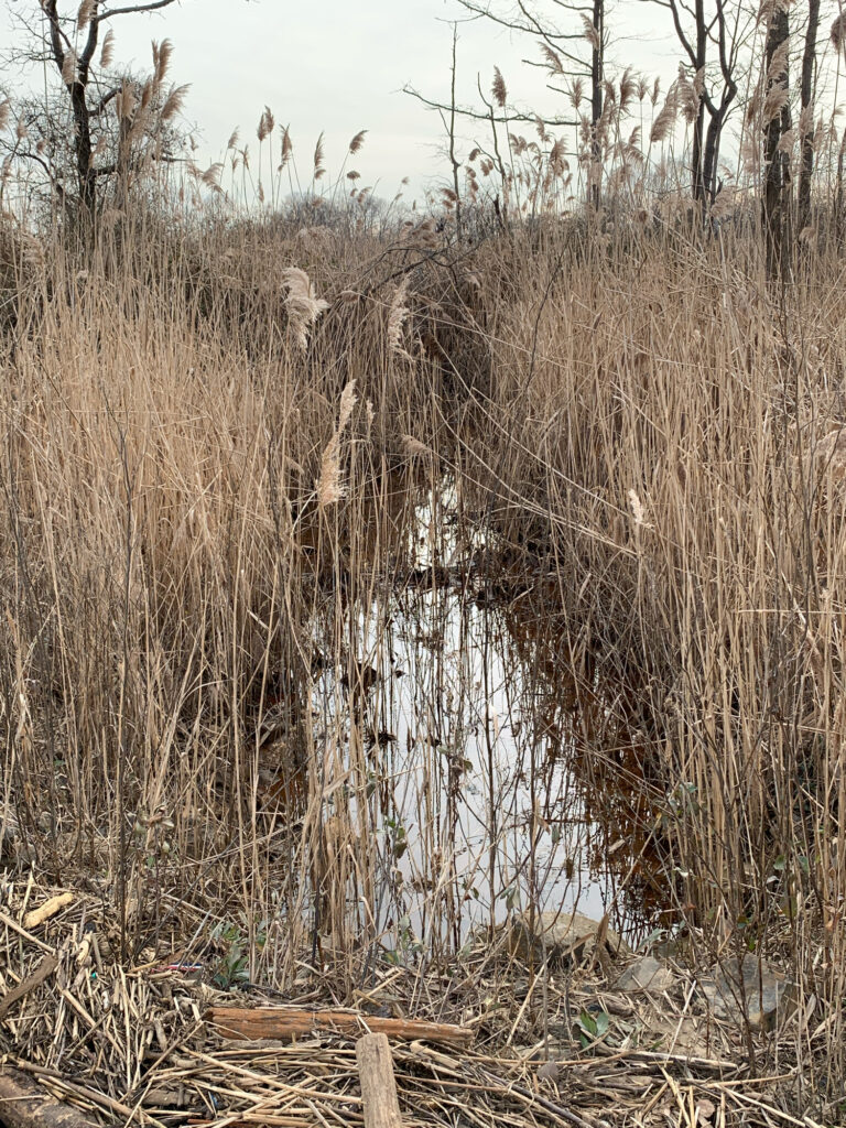a tall grass field (MyCoast AI)