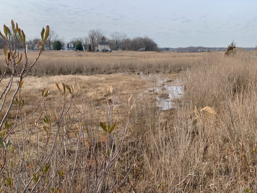 a field of brown grass (MyCoast AI)