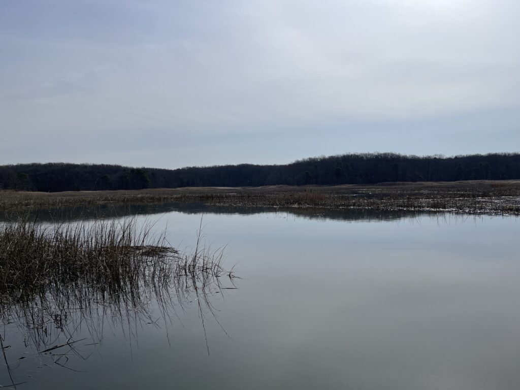 a body of water with trees in the background (MyCoast AI)