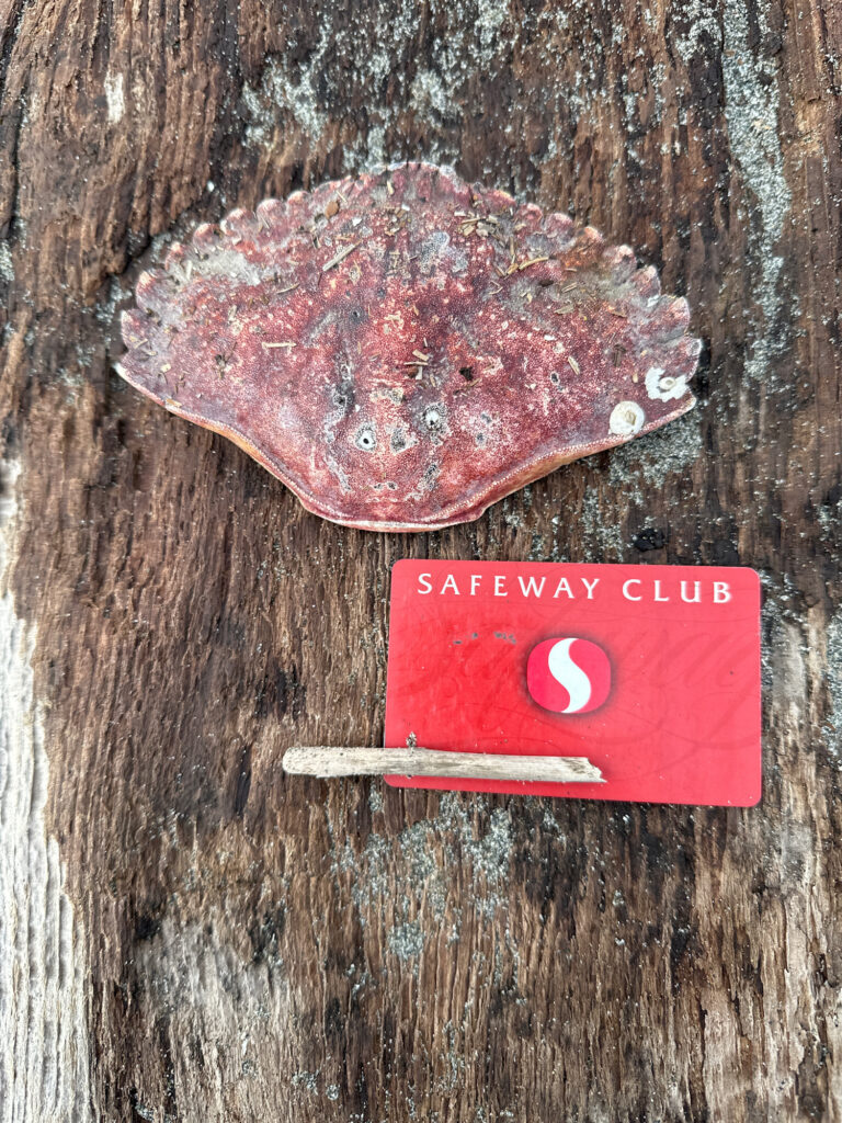a red and white sign on a tree (MyCoast AI)