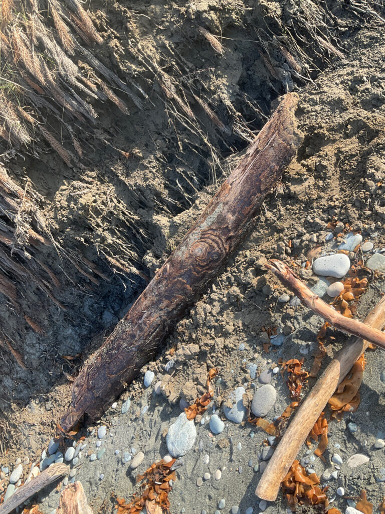 a tree trunk on the ground (MyCoast AI)