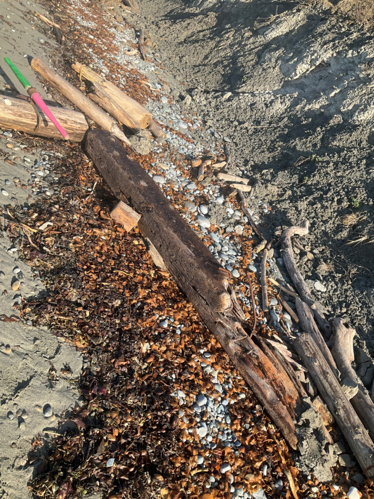 a close-up of a log (MyCoast AI)