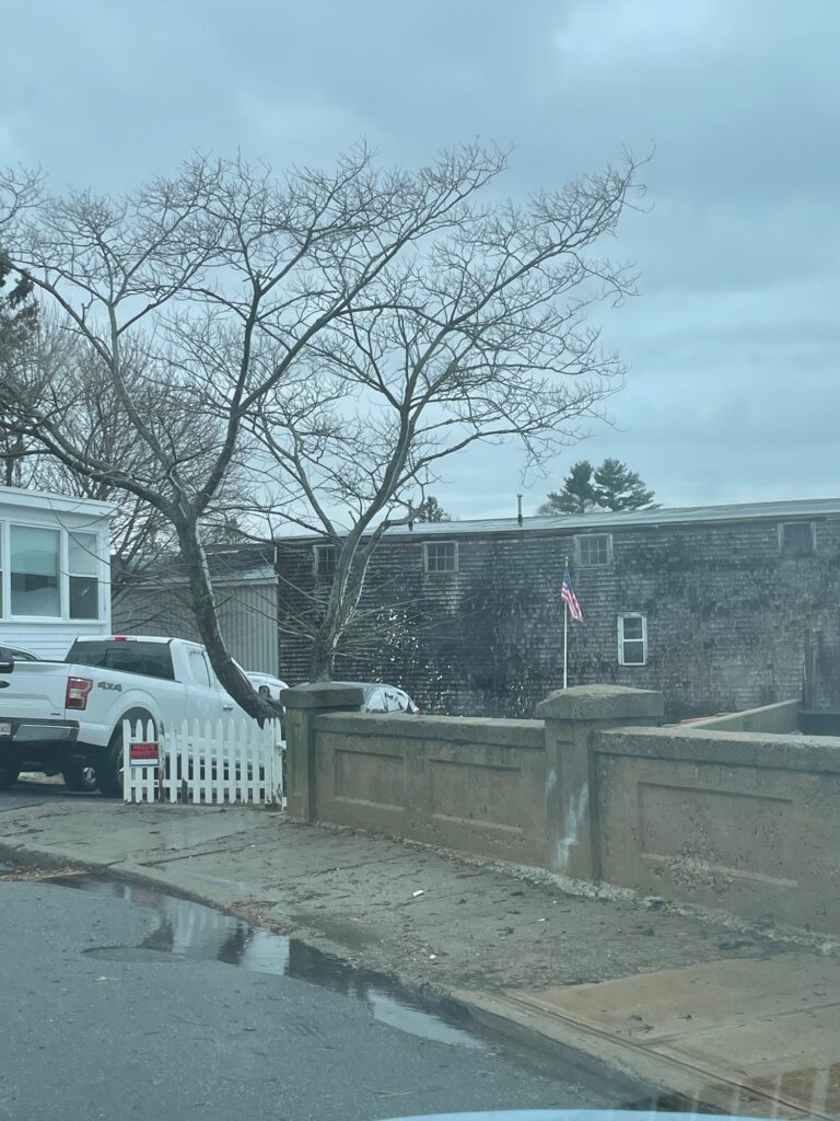 a tree next to a building (MyCoast AI)