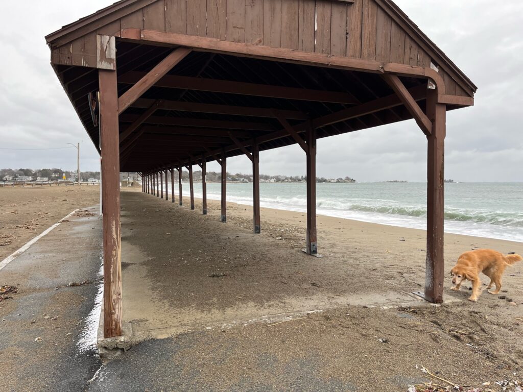a dog walking on a beach (MyCoast AI)