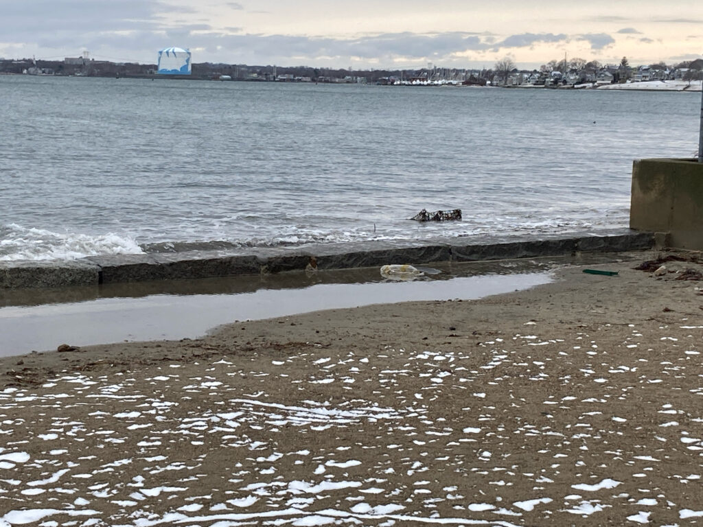 a dog in the water (MyCoast AI)