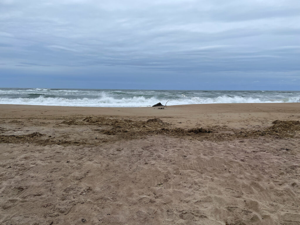 a bird on a beach (MyCoast AI)