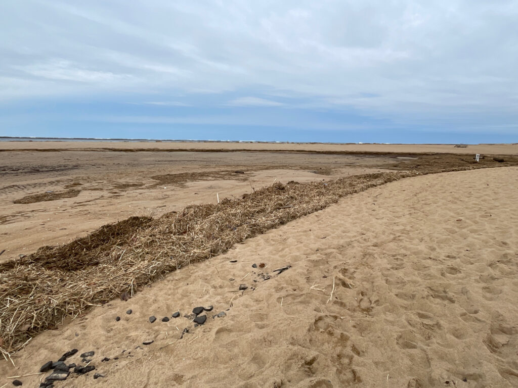 a sandy area with a few people walking in it (MyCoast AI)
