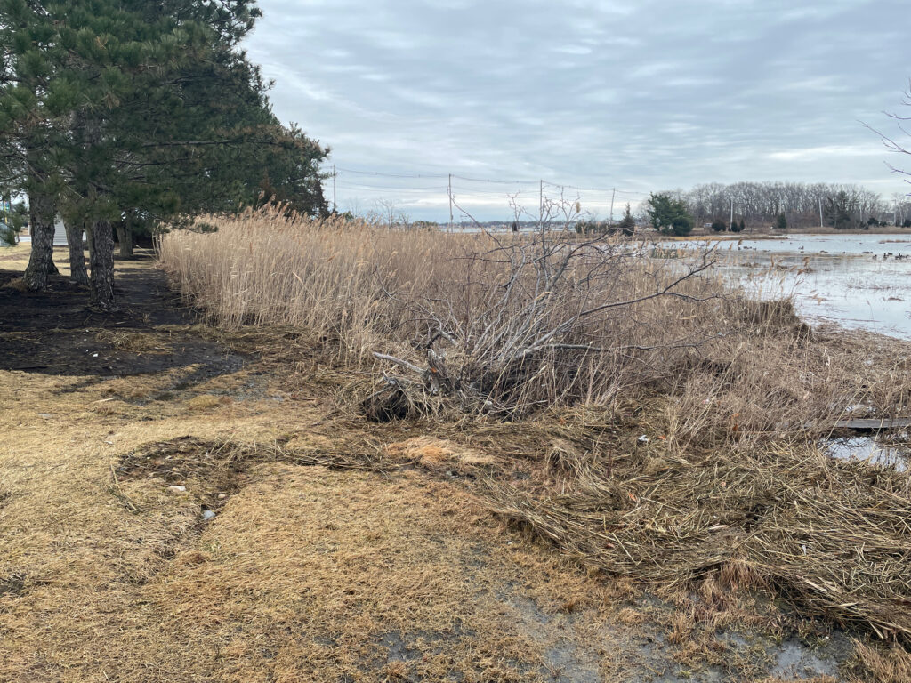a field with dry grass and trees (MyCoast AI)