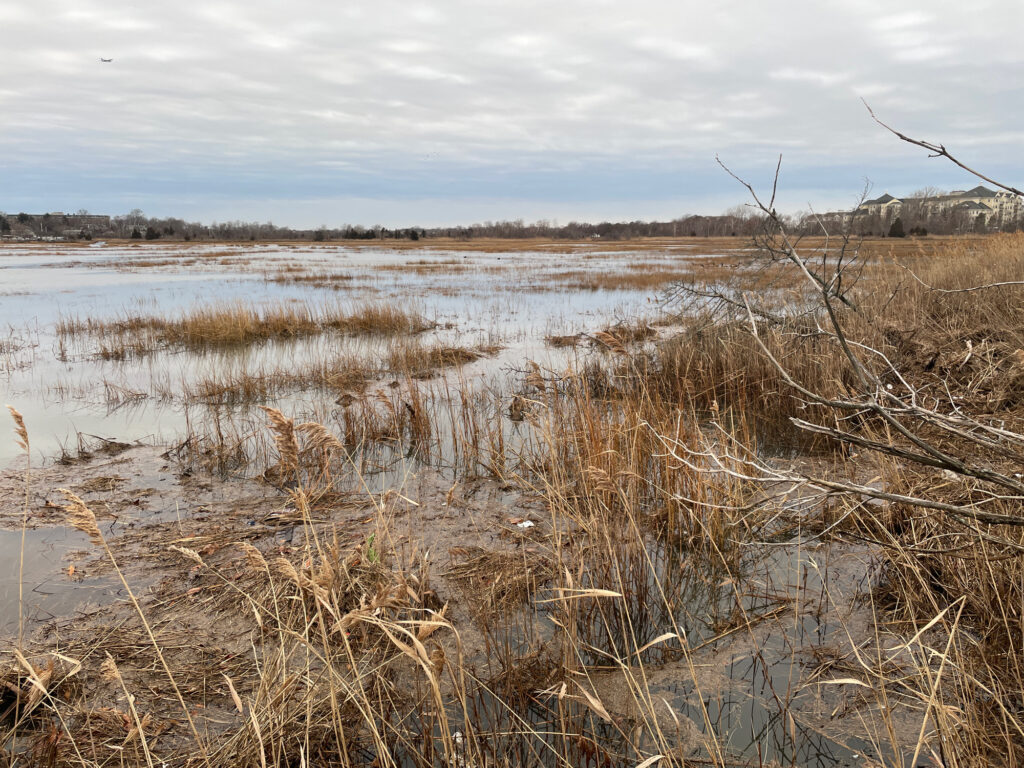 a field of dry grass (MyCoast AI)