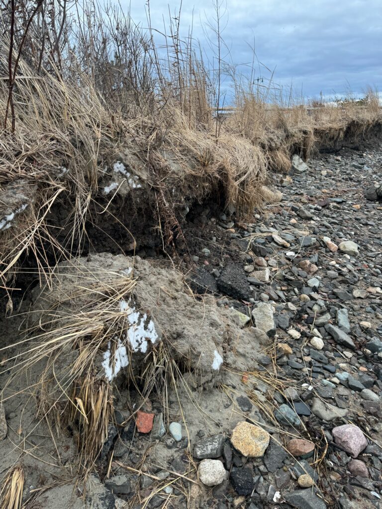 a rocky area with plants and rocks (MyCoast AI)