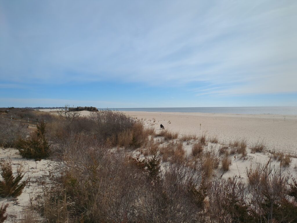 a field of dry grass (MyCoast AI)