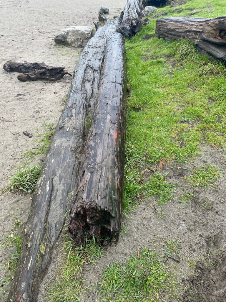 a log on the ground (MyCoast AI)