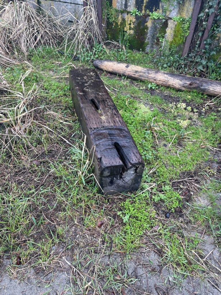 a log in the woods (MyCoast AI)