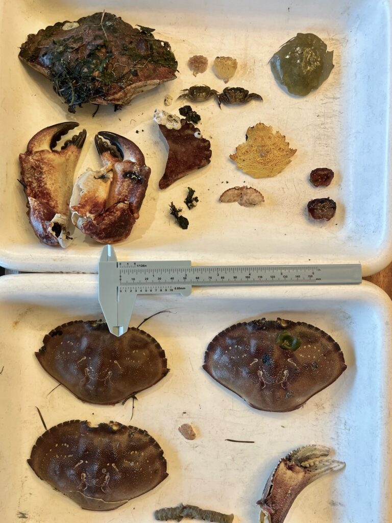a plate of food (MyCoast AI)