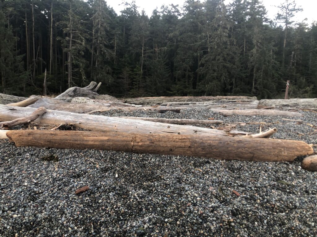 a group of logs in a forest (MyCoast AI)