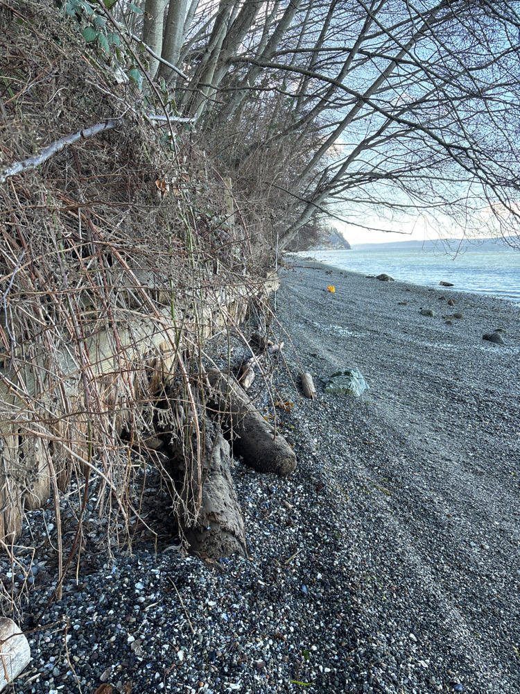 a tree on the beach (MyCoast AI)