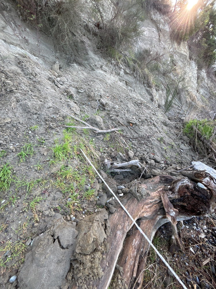 a snake slithering on a rock (MyCoast AI)