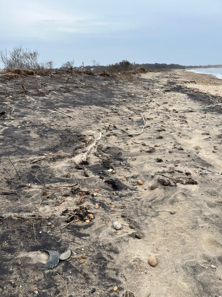 a sandy beach with trees (MyCoast AI)