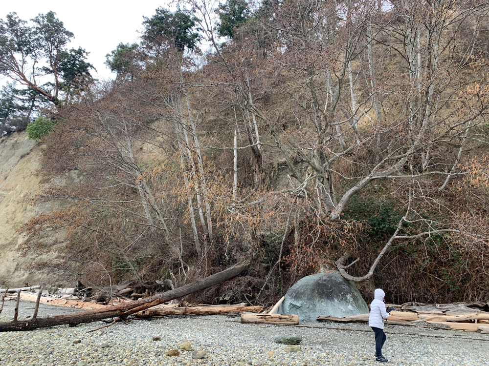 a person standing next to a fallen tree (MyCoast AI)