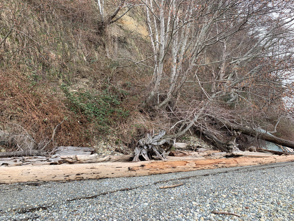 a fallen tree on the side of a road (MyCoast AI)