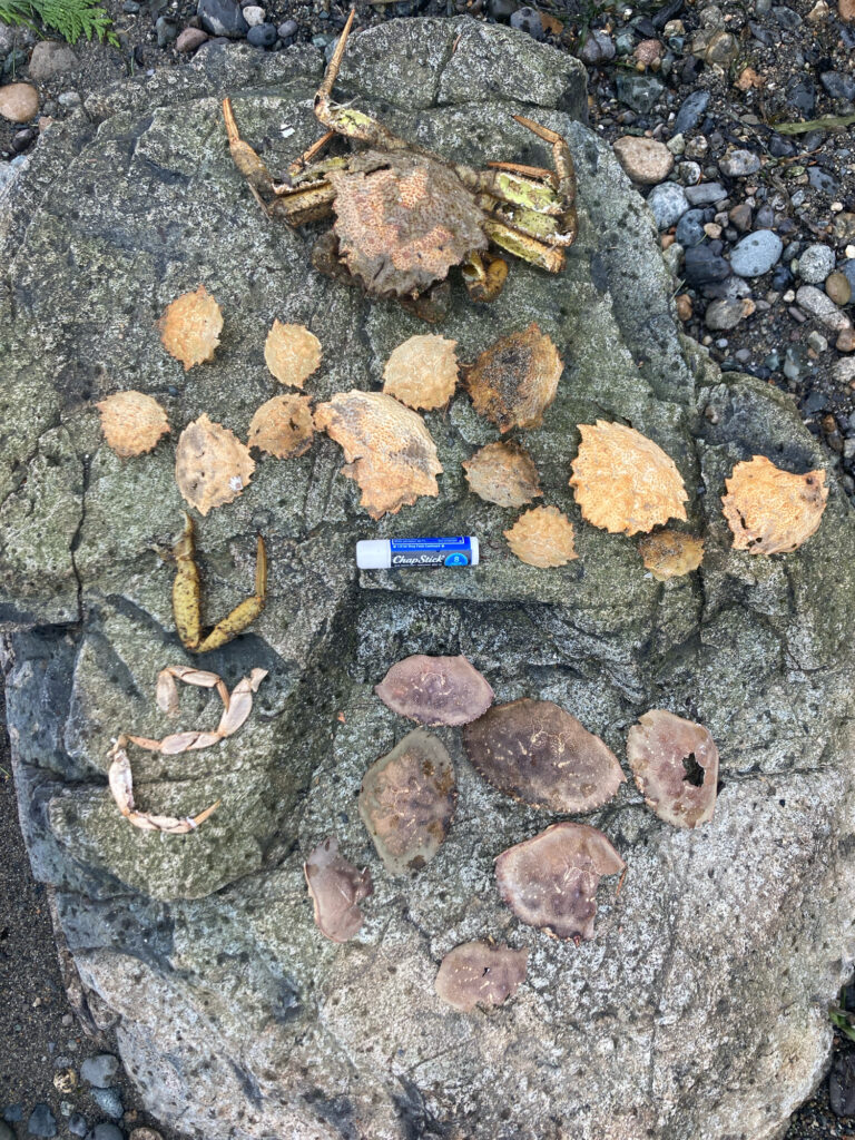 a small blue lighter on a rocky surface (MyCoast AI)