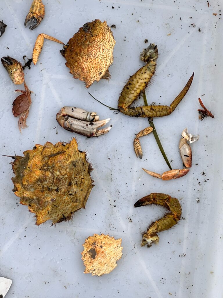 a group of brown and tan scorpions (MyCoast AI)