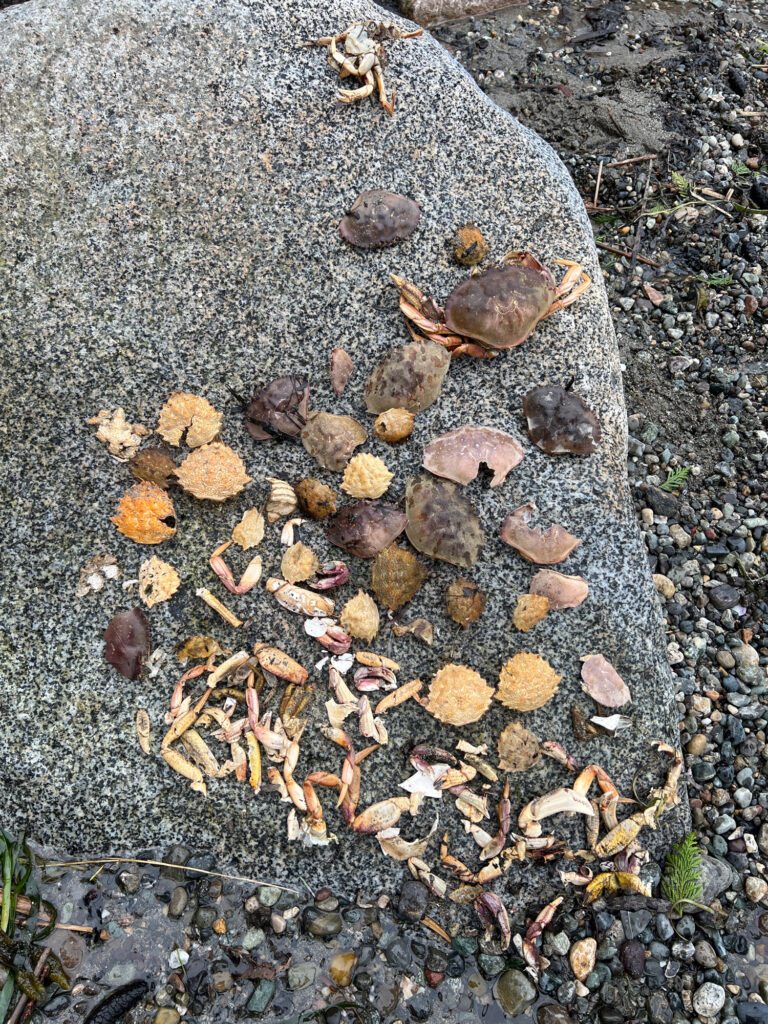 a pile of leaves on the ground (MyCoast AI)