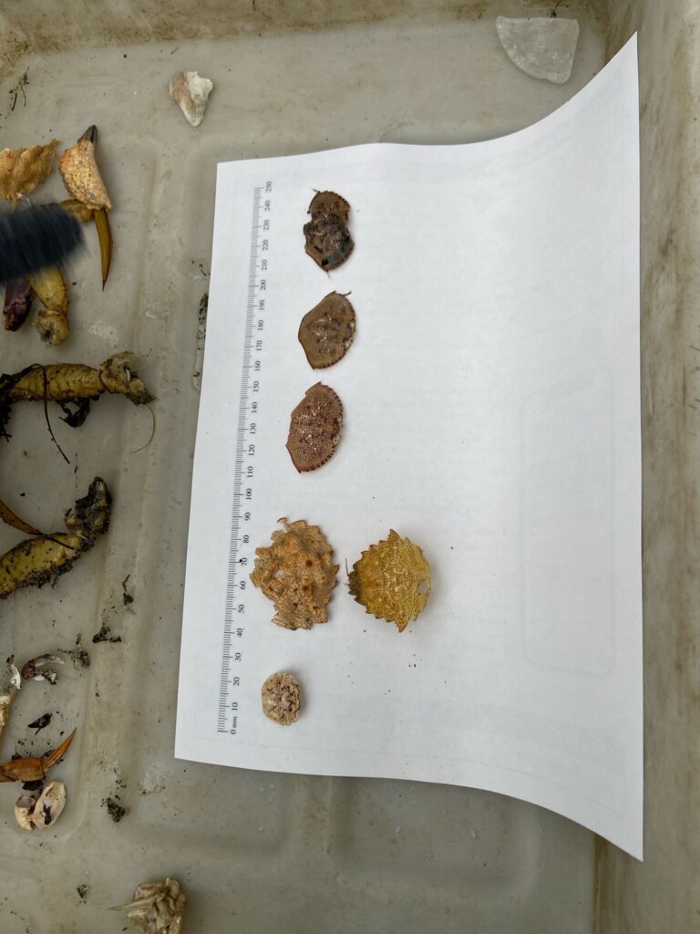 a group of brown and black objects on a white surface (MyCoast AI)
