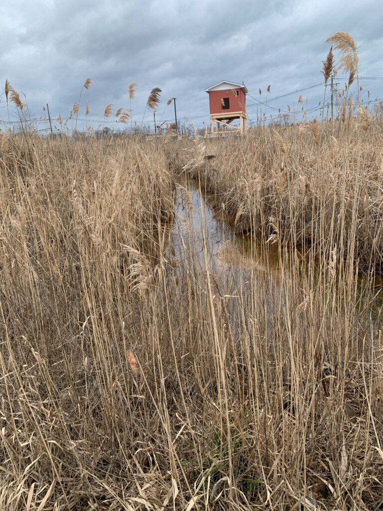 a field of tall grass with a small house in the distance (MyCoast AI)
