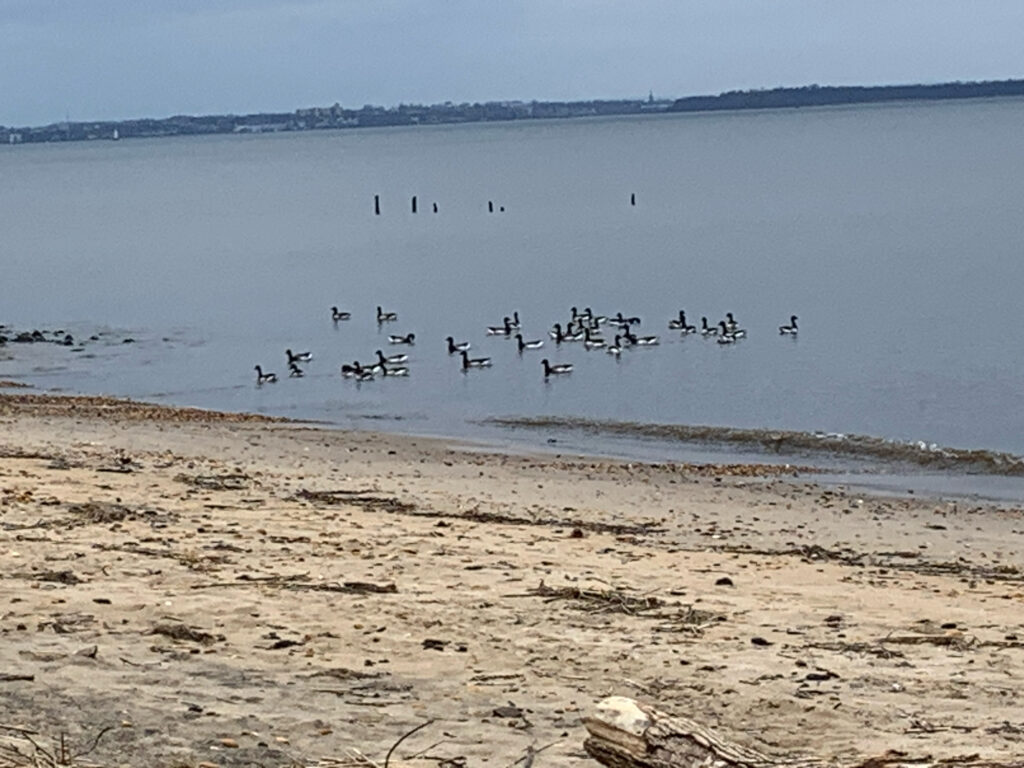a group of birds on a beach (MyCoast AI)