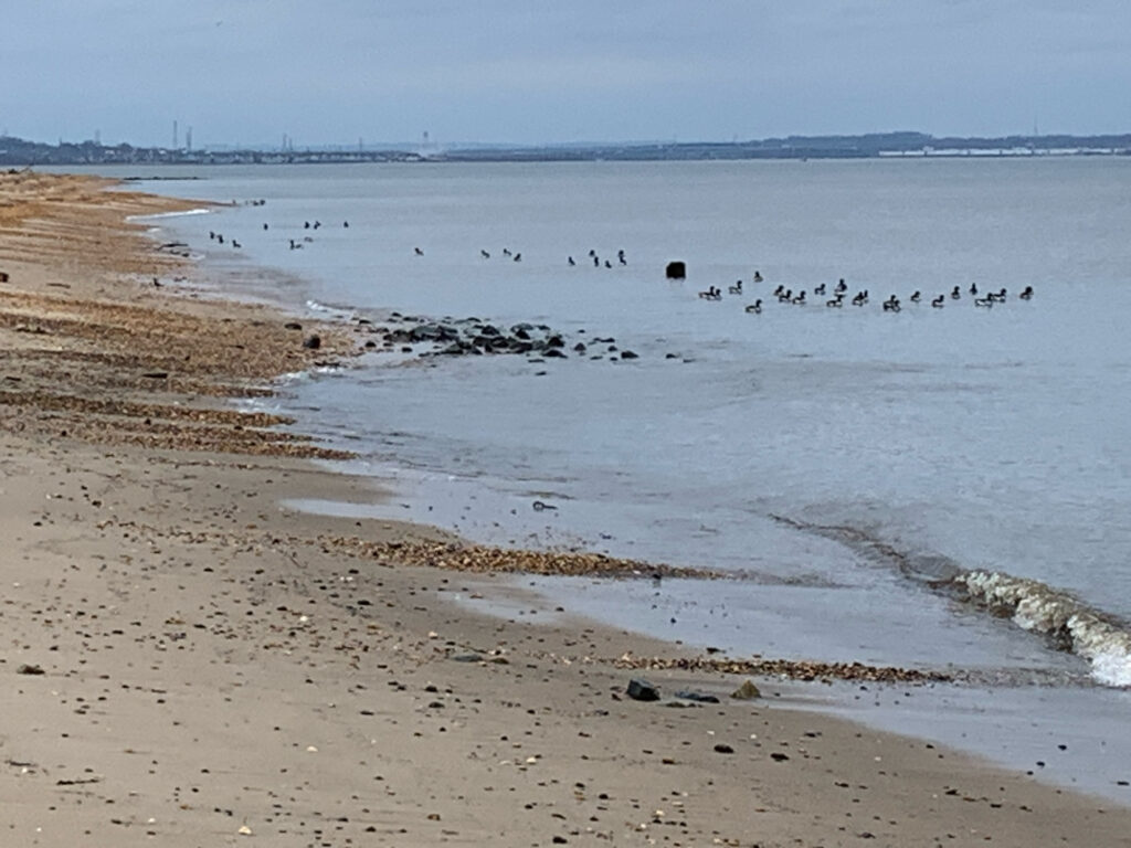 a group of birds on a beach (MyCoast AI)