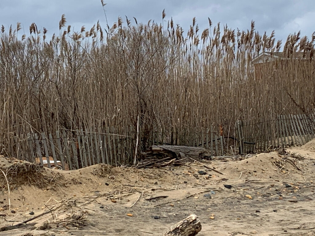 a group of trees (MyCoast AI)