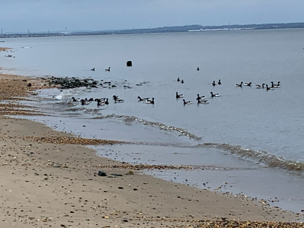 a group of birds on a beach (MyCoast AI)