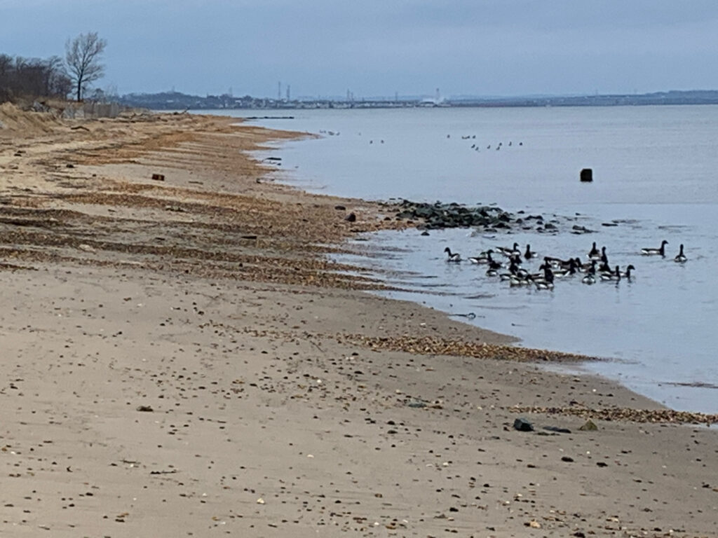 a group of ducks swimming in a lake (MyCoast AI)