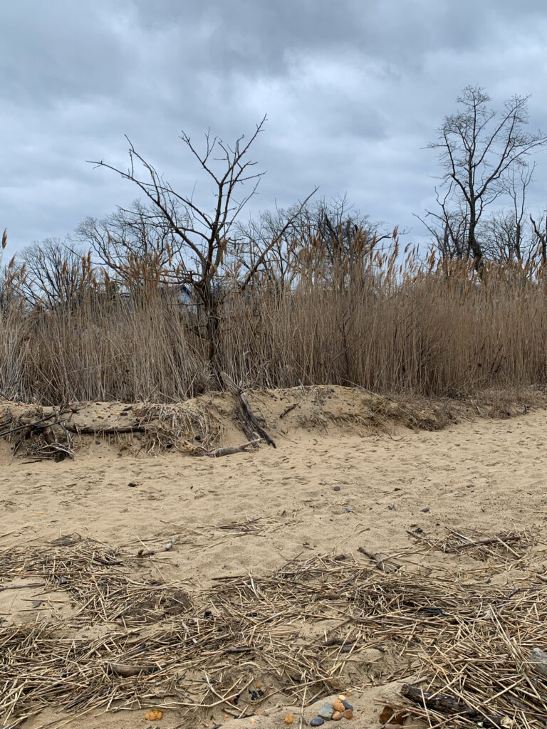 a group of trees in a field (MyCoast AI)