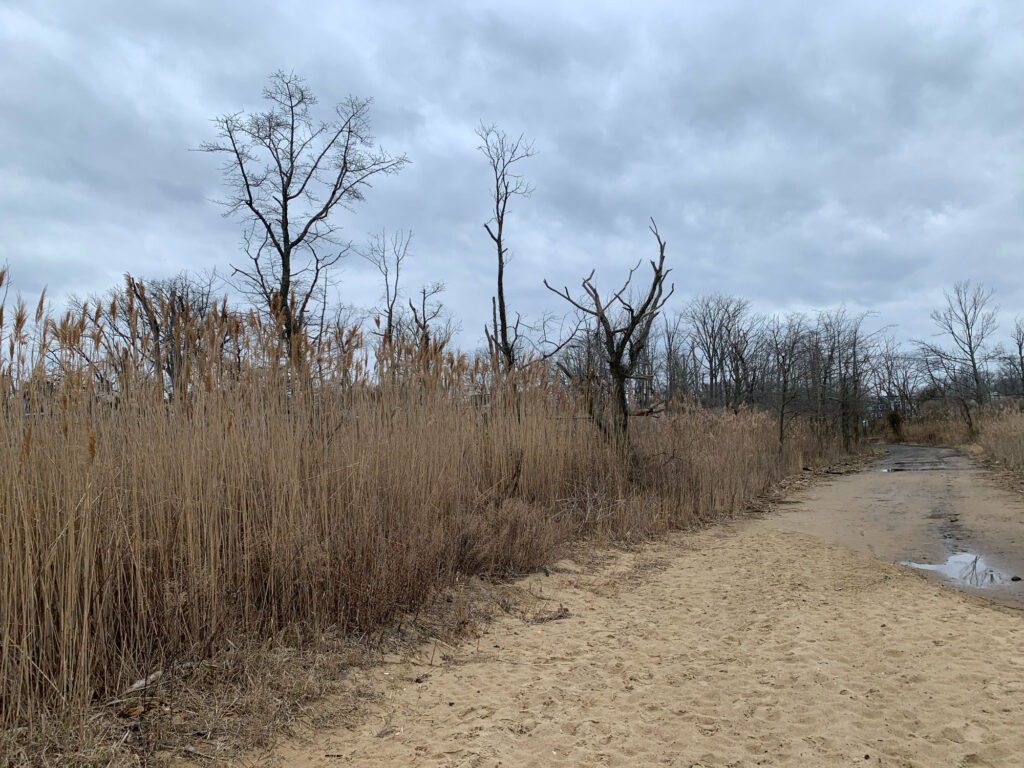 a dirt road with tall grass on either side of it (MyCoast AI)