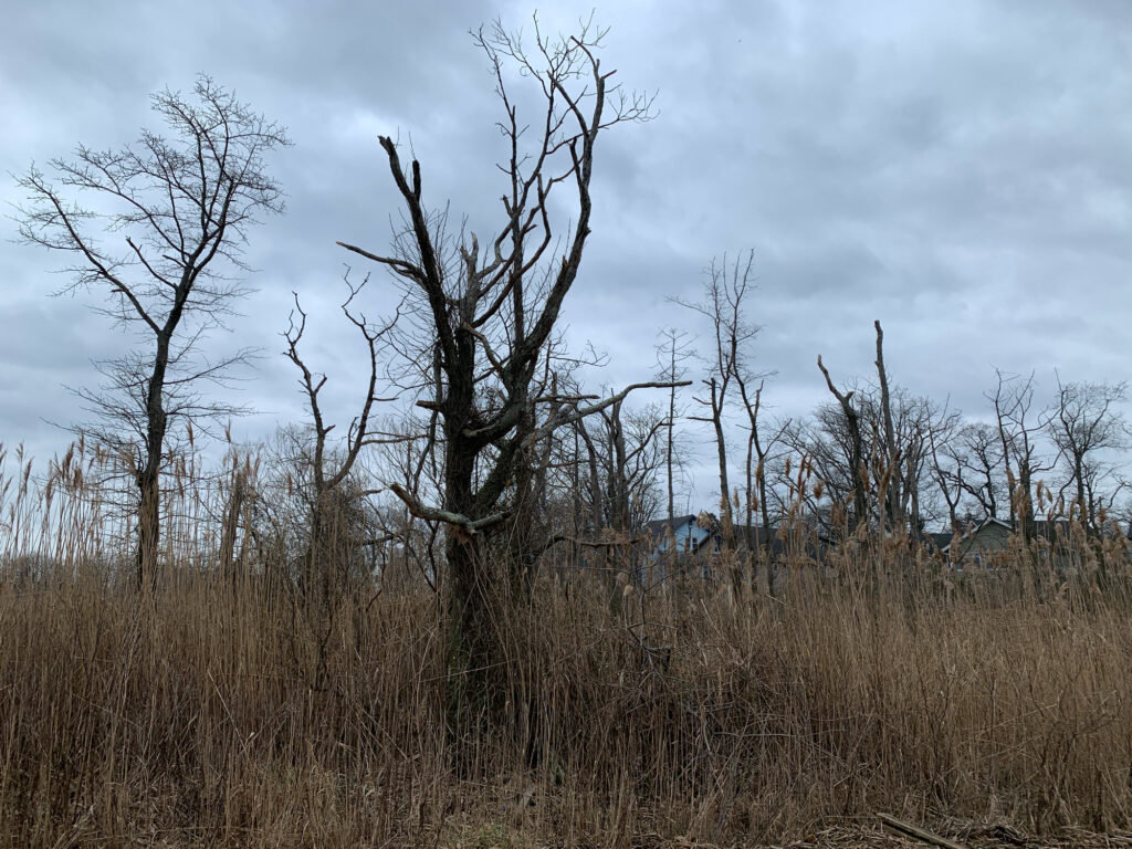 a group of trees in a field (MyCoast AI)