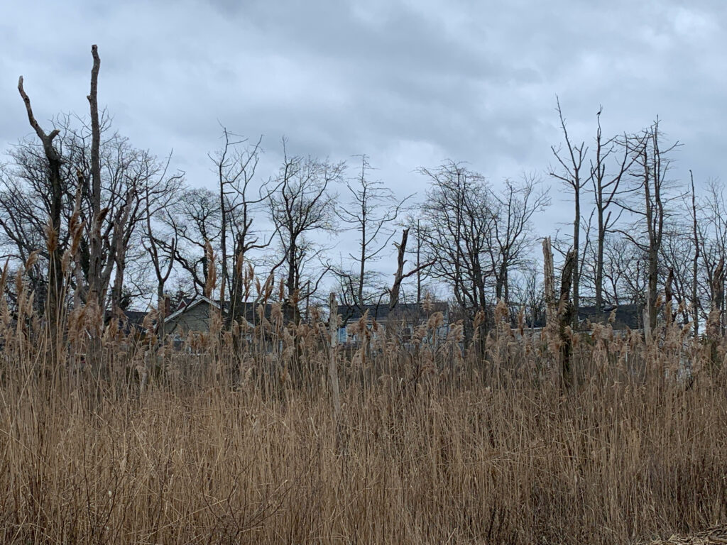 a group of trees in a field (MyCoast AI)