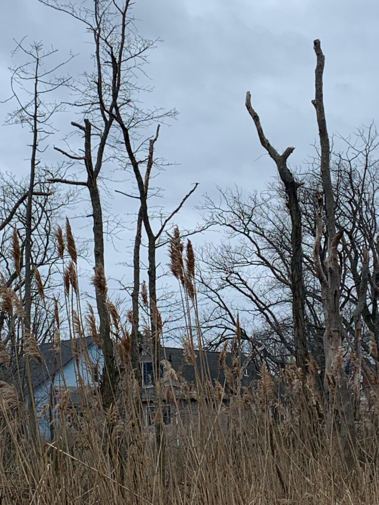 a group of trees with a building in the background (MyCoast AI)