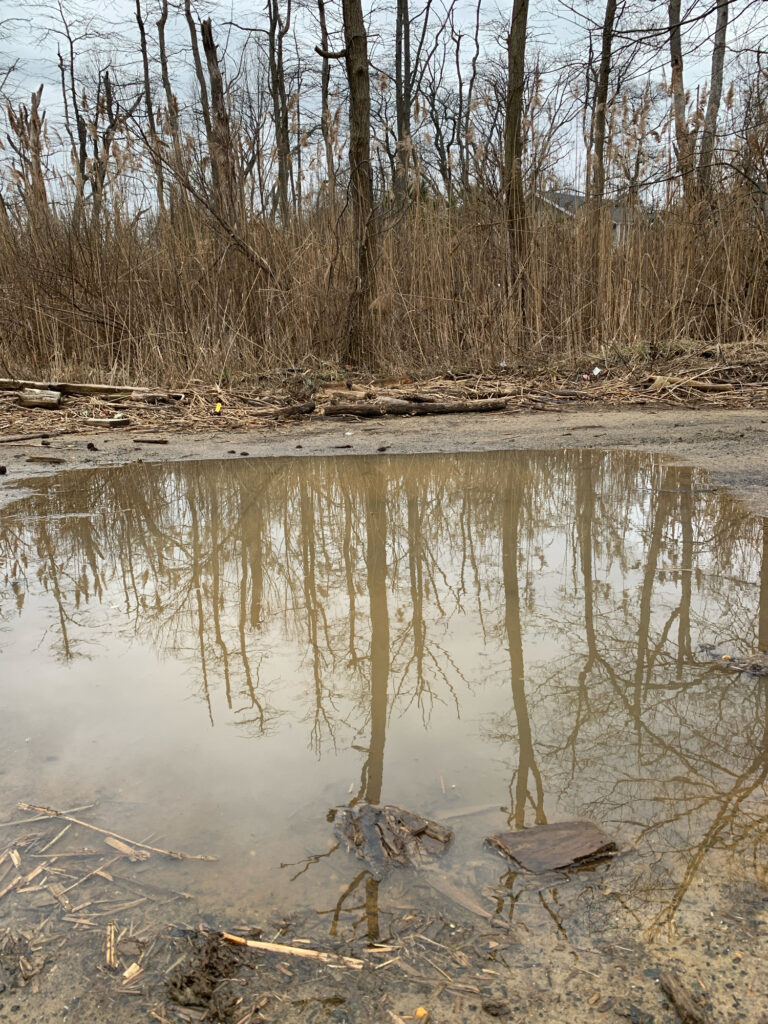 a small pond surrounded by trees (MyCoast AI)