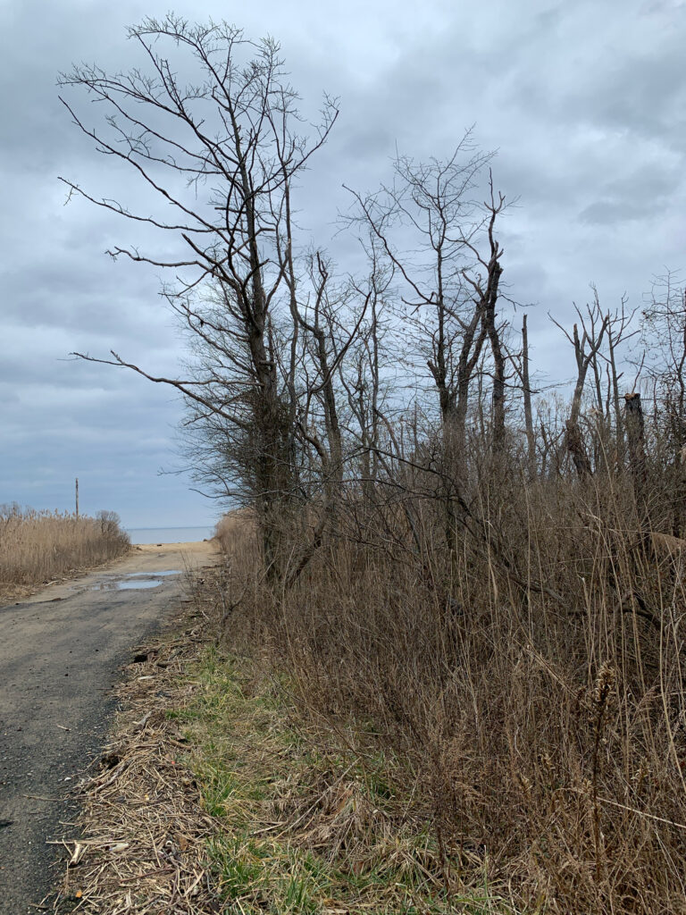 a road with trees on the side (MyCoast AI)