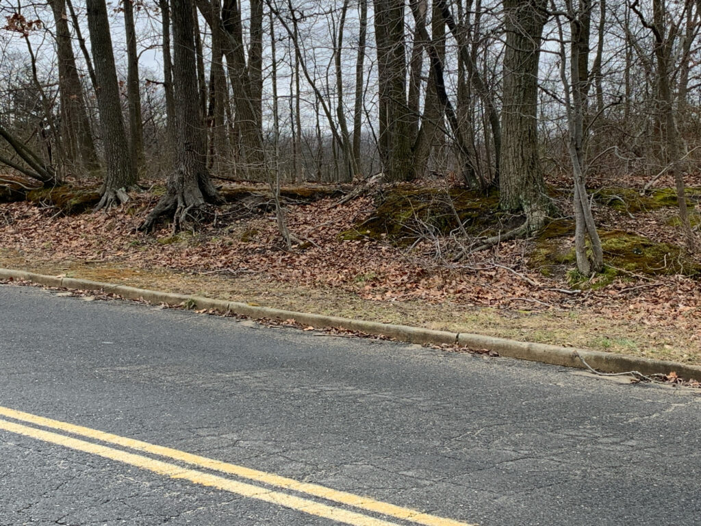 a road with trees on the side (MyCoast AI)