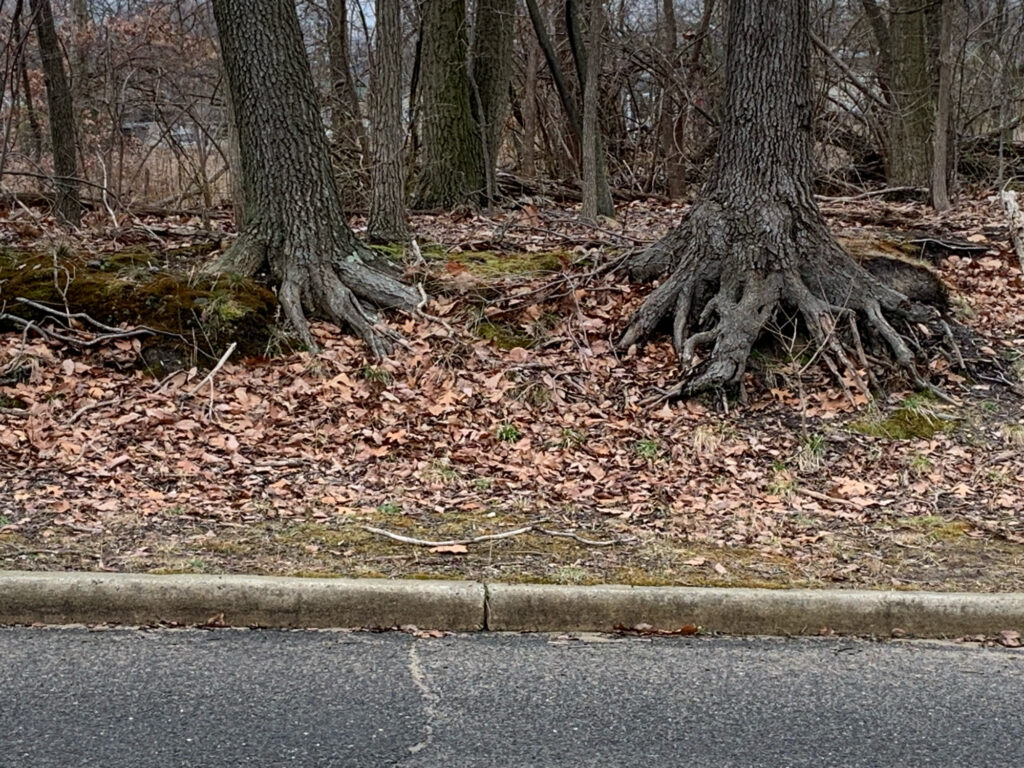 a tree with fallen leaves (MyCoast AI)