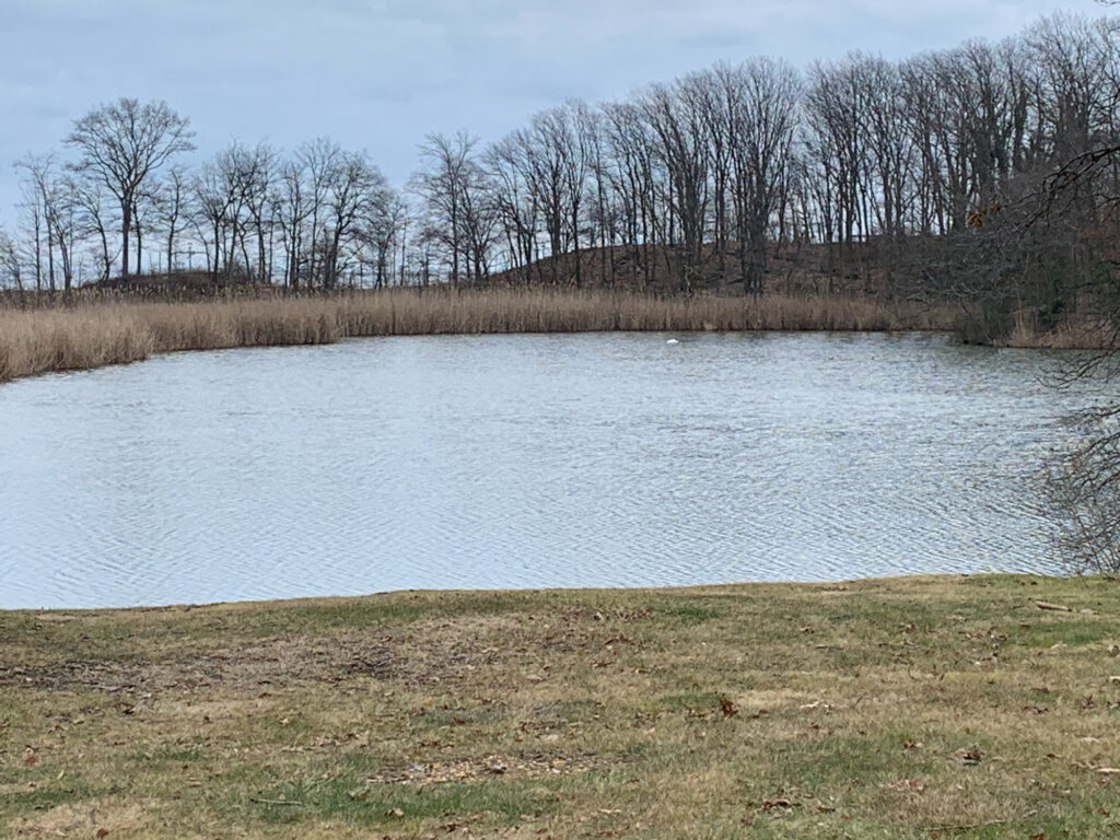 a body of water with trees in the background (MyCoast AI)