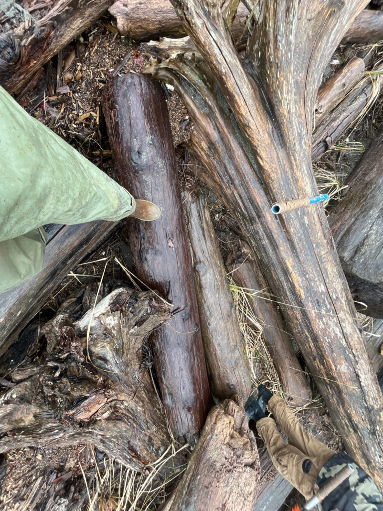 a tree stump with a hole in it (MyCoast AI)
