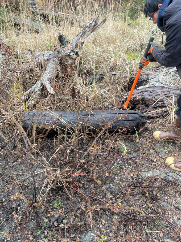 a person cutting down a tree (MyCoast AI)