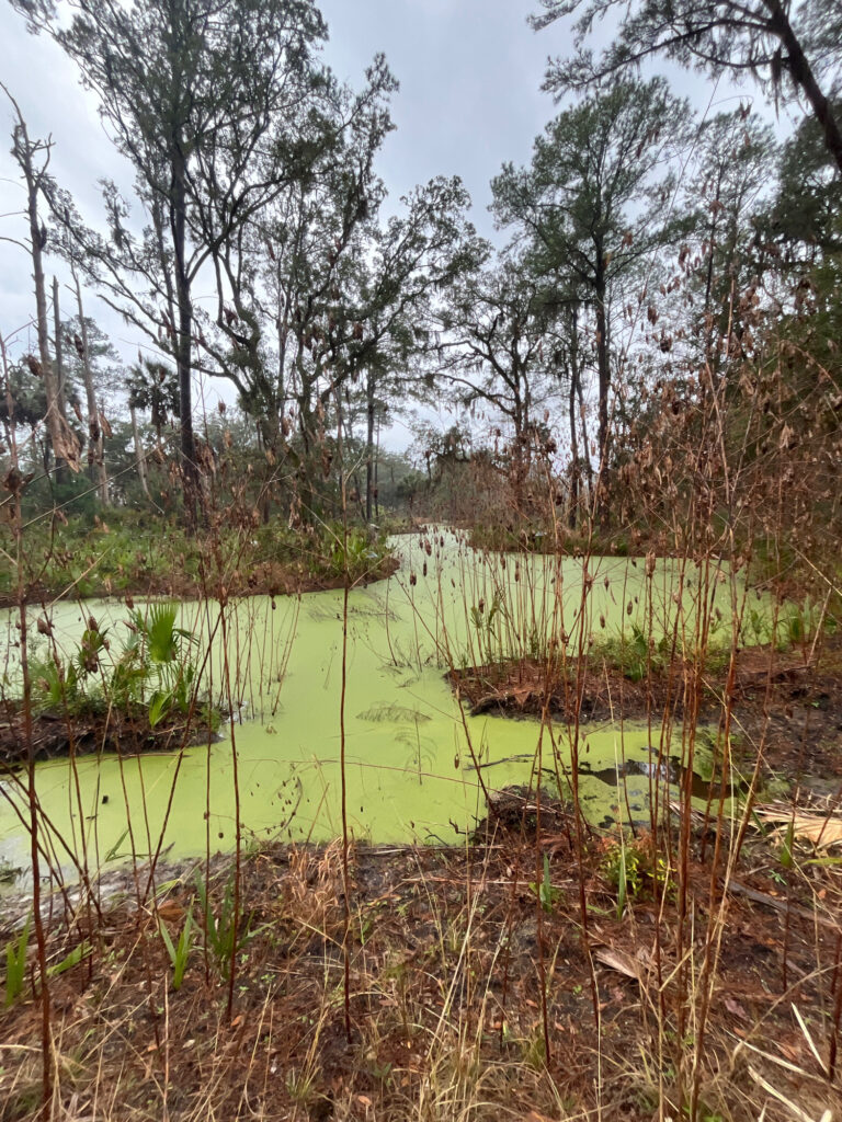 a swamp with trees and grass (MyCoast AI)